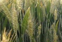 郑麦518小麦栽培技术要点，适宜播种期10月上中旬