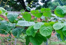 猕猴桃的叶子长什么样，叶子为单叶