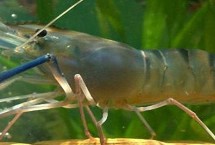 虾最多能活多长时间，最长可存活130多年