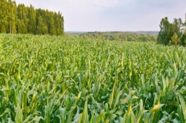 克单14玉米栽培技术要点，早熟品种