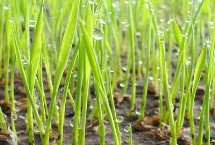 信两优905水稻栽培技术要点，每亩有效穗数15.8万穗