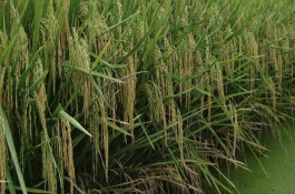 水稻为什么可以在水里生长，进行催芽处理后就可以直接播种在水里