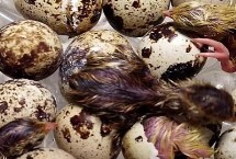 鹌鹑几天可以孵化出来，通常16-17天可以孵化出来