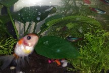 养什么鱼冬天要加温，根据所养鱼种决定