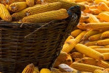 金奥82玉米栽培技术要点，生育期120天左右