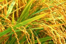 律优308水稻栽培技术要点，每亩有效穗数18.9万