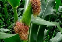 ND367玉米栽培技术要点，亩播种量5千克左右