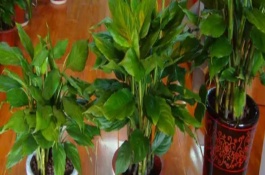 绿巨人植物为什么会开花，观赏效果佳且能净化空气