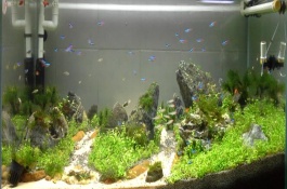 水草缸的水草怎样才能养好，并不一定证明水质好