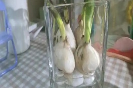 郁金香种一次就会死亡吗，属于多年生草本植物可以重复栽种