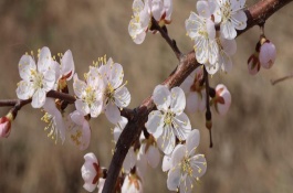 杏花如何提前开花，花期在农历的2月份左右