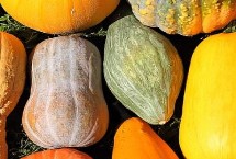 南瓜为什么会落果，是整个生长时期中最重要的时期