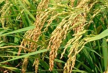 荃优068水稻栽培技术要点，播种前宜用咪鲜胺浸种