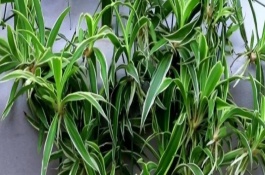 春天吊兰如何养能发芽，室内的温度达到12℃以上即可