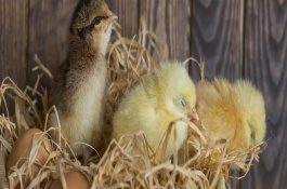 小鸡孵化多长时间可以喂食，孵化室的温度需超过25℃