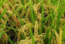 神农优452水稻栽培技术要点，全生育期131.7天