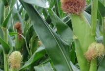 DF1309玉米栽培技术要点，该品种适应性强