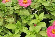 有机肥花盆怎么用效果好，花生长慢就要注意了