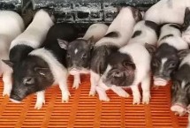 怎样促进小猪的生长，先天发育不良或腹腔压力增大导致的