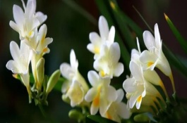 香雪兰花开败了以后怎么处理，属于无毒植物可以养在室内