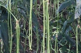 长豆角怎么打顶产量高，以4-5月份为宜