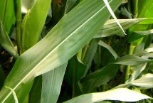 肃试2268玉米栽培技术要点，播种前种子应包衣防治地下害虫