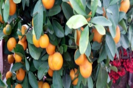 沙糖桔叶子背面有红色的点点是什么，根据发生原因采取不同的措施