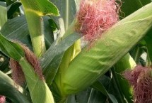 金航912玉米栽培技术要点，出苗至成熟127天