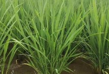 水稻分蘖期是什么时候，注意科学管水和早施分蘖肥