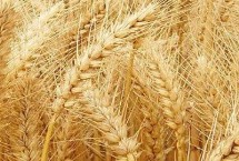 连麦10号小麦栽培技术要点，适宜播期10月10日-25日