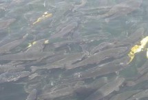 鱼塘养鱼要挖多深，可选择动物性、植物性、矿物质饲料等