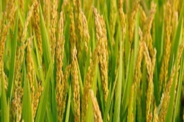 早优929水稻栽培技术要点，全生育期为125.2天