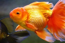 金鱼能否和小型鱼混养，可分为草种、文种、龙种、蛋种