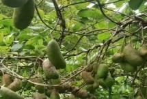 木通的繁殖方法，属于毛茛目、木通科木质藤本植物的统称