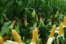 华玉24玉米栽培技术要点,生育期131天