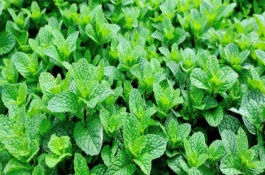 薄荷几年可以收获，苗高7-10厘米时追施提苗肥