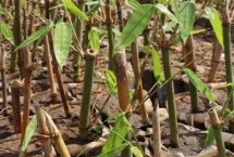 哪里的竹笋出名，不同季节的浇水频率不同