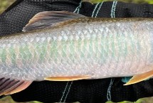 马口鱼的生活环境，常栖息在山涧溪流中