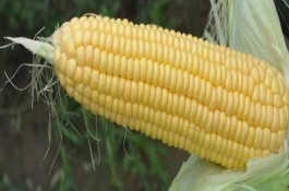 中单859玉米栽培技术要点,5月上旬播种