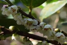 油菜，常见这7种