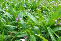 白芨怎么繁殖，狭叶白芨以及紫花白芨