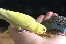 鹦鹉训练有什么要注意的，第一步是栖木训练