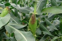 金耕36号玉米栽培技术要点，在整个种植过程中注意防治杂草