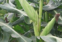 大玉糯4号玉米栽培技术要点，适时调整播期