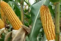 审定信息，熟期比郑单958晚1天