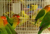 鹦鹉晚上会叫吗，要等它们慢慢适应环境