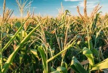 沃玉3号玉米栽培技术要点，大喇叭口期防治玉米螟