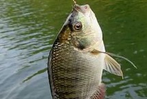 罗非鱼为什么不开口，气压骤降会降低罗非鱼的摄食积极性