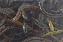 黄鳝是鱼类吗，野生黄鳝的头部更尖