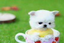 茶杯犬的种类，超过一岁主喂狗粮